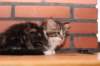 olivi10vi28320249_small.jpg