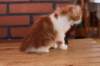 olli10vi283202410_small.jpg