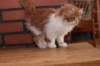 olli10vi283202412_small.jpg