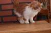 olli10vi283202413_small.jpg