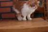 olli10vi283202414_small.jpg