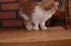 olli10vi283202415_small.jpg