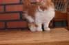 olli10vi283202416_small.jpg