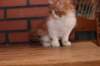 olli10vi283202417_small.jpg