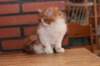 olli10vi283202418_small.jpg