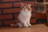 olli10vi28320241_small.jpg
