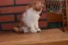 olli10vi28320242_small.jpg