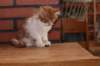 olli10vi28320243_small.jpg