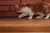 olli10vi28320244_small.jpg