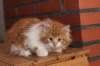 olli10vi28320245_small.jpg