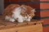 olli10vi28320246_small.jpg