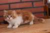olli10vi28320248_small.jpg