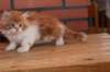 olli10vi28320249_small.jpg