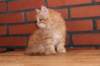 ossi10vi283202410_small.jpg