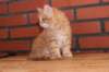 ossi10vi283202411_small.jpg