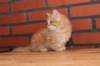 ossi10vi283202413_small.jpg