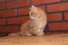 ossi10vi283202414_small.jpg