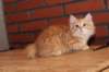 ossi10vi28320241_small.jpg