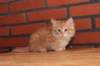 ossi10vi28320244_small.jpg