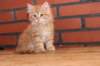 ossi10vi28320245_small.jpg