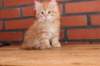 ossi10vi28320246_small.jpg