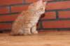 ossi10vi28320247_small.jpg