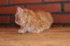ossi10vi28320249_small.jpg