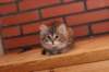 riia10vi283202411_small.jpg