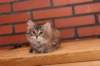 riia10vi283202413_small.jpg