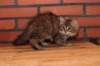riia10vi283202415_small.jpg