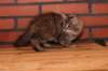 riia10vi283202416_small.jpg