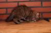 riia10vi283202417_small.jpg