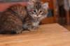riia10vi283202418_small.jpg