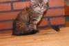 riia10vi283202419_small.jpg