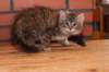 riia10vi28320241_small.jpg