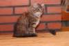 riia10vi283202420_small.jpg