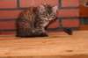 riia10vi283202421_small.jpg