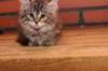 riia10vi28320243_small.jpg