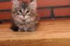 riia10vi28320244_small.jpg