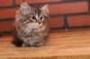 riia10vi28320245_small.jpg