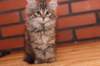riia10vi28320249_small.jpg