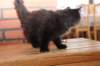ripe10vi28320243_small.jpg
