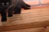 ripe10vi2832411_small.jpg