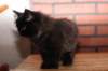ripe10vi2832413_small.jpg