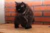 ripe10vi283242_small.jpg