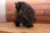 ripe10vi283243_small.jpg