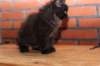 ripe10vi283244_small.jpg
