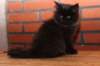 ripe10vi283248_small.jpg