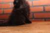 ripe10vi283249_small.jpg