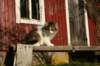img_4480_small.jpg